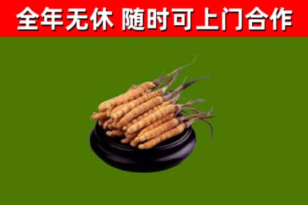 瑞金回收冬虫夏草